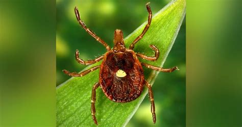 CDC: Meat allergy caused by tick bites is a growing concern